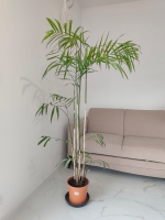 Chamedora Seifrizi(Palma bambusowa)